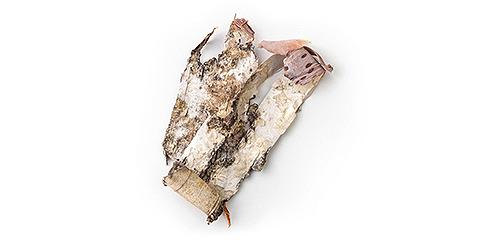 Extracto de corteza de abedul (Betula Alba Bark Extract)