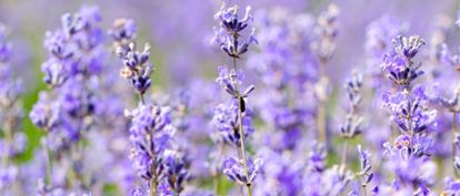 Lavanda
