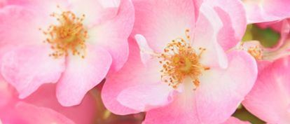 Rosa Mosqueta