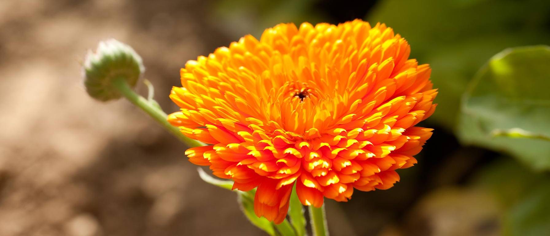 Image of calendula plant field