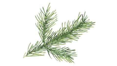 Aceite de Abeto de Siberia
