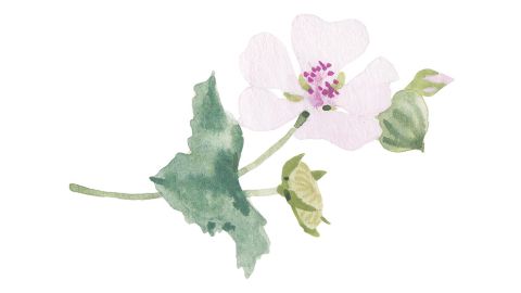 Raíz de Malvavisco (Althaea Officinalis Root Extract)