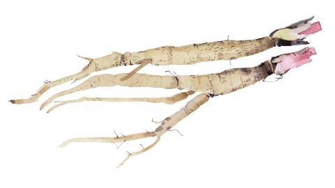 Extracto de Raíz de Bardana (Arctium Lappa Root Extract)
