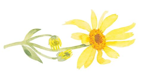 Extracto de Árnica (Arnica Montana Extract)