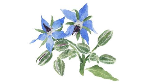Aceite de Borraja (Borago Officinalis Seed Oil)