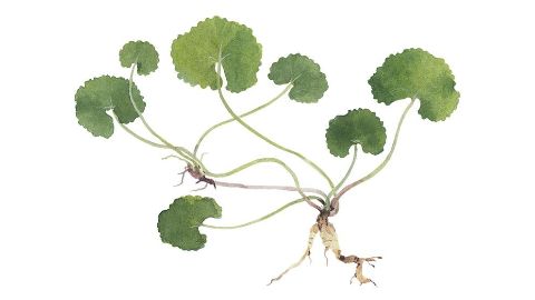 Extracto de centella asiática