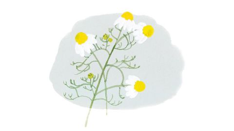 Extracto de flores de Manzanilla