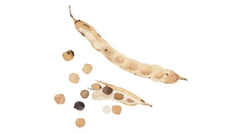 Goma guar