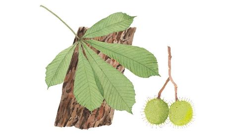 Aesculina