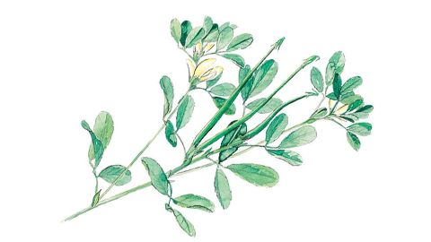 Fenogreco