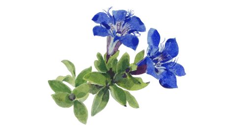 Blue Gentian