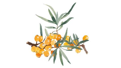 Aceite de Espino Amarillo