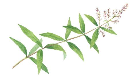 Verbena de limón