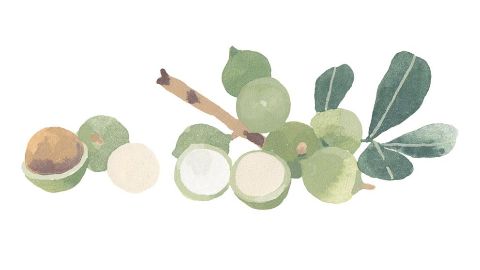 Aceite de Macadamia