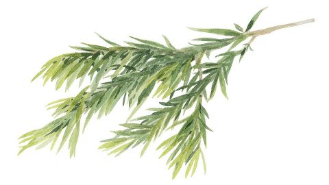 Aceite de árbol de Té