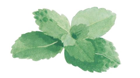 Aceite de Menta piperita