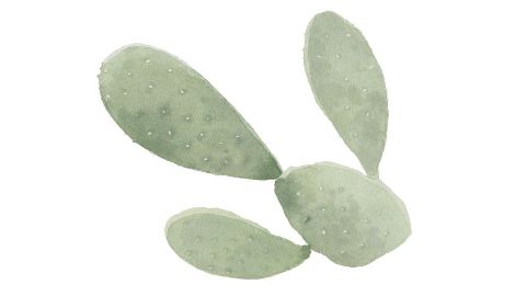 Extracto de Cactus