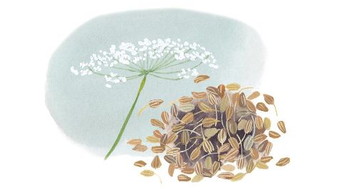 Anise