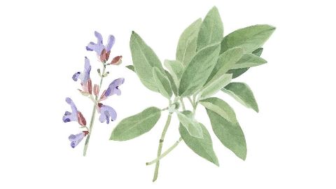 Aceite esencial de Salvia