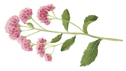 Extracto de Sedum purpureum