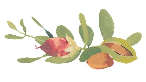 Aceite de jojoba