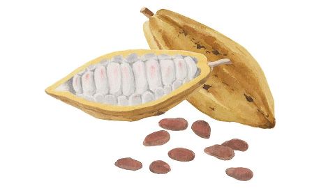 Manteca de Cacao