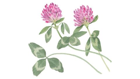 Clover Flower Extract
