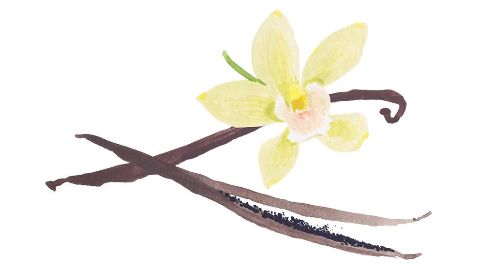 Extracto de Vainilla planifolia