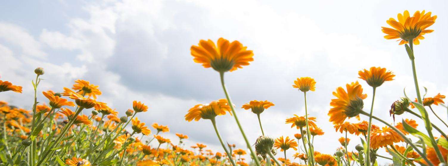 Calendula flowers at the Weleda garden